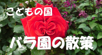 「こどもの国」で、バラ園を散策 ❣ ／宮崎